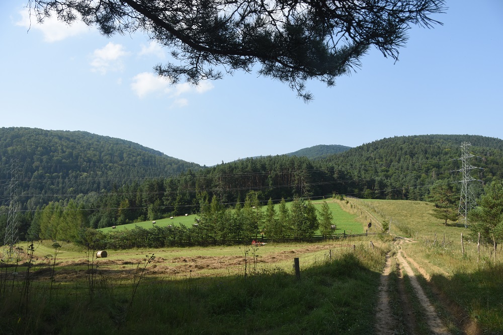 gory/beskid Sądecki - łąki