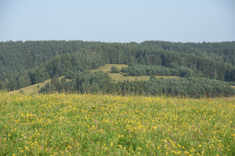 łąka
