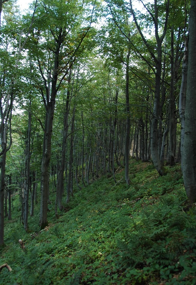 las bukowy 