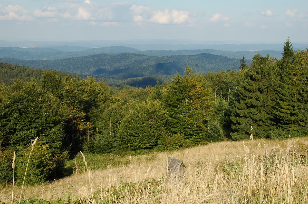 widok z Hali 