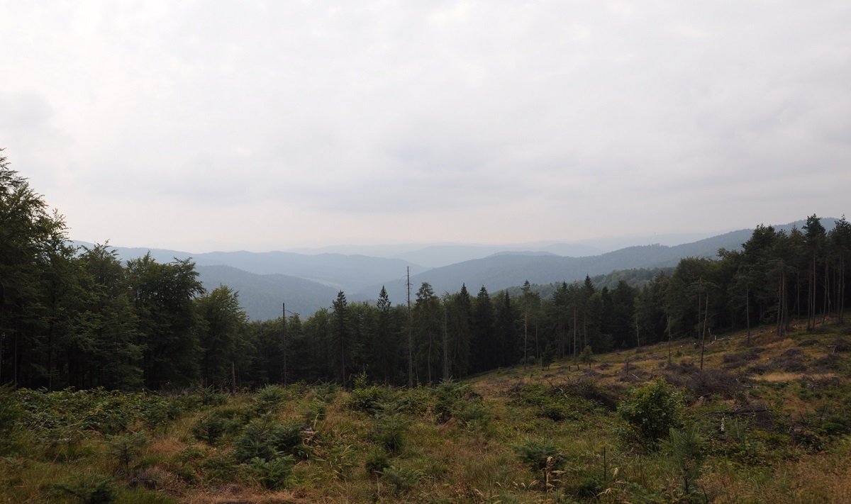 Piwniczna