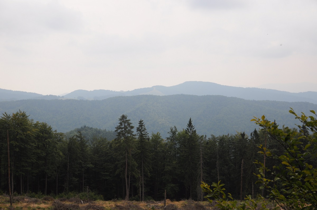 Jaworzyna Krynicka