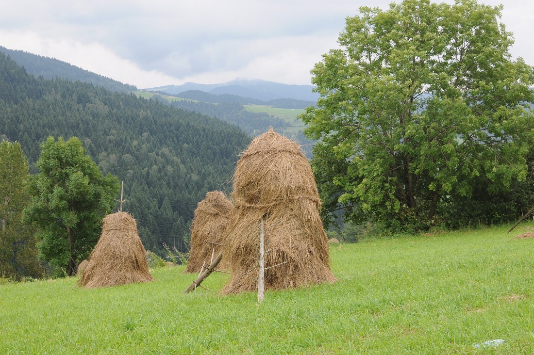 dawny urok górskich łąk