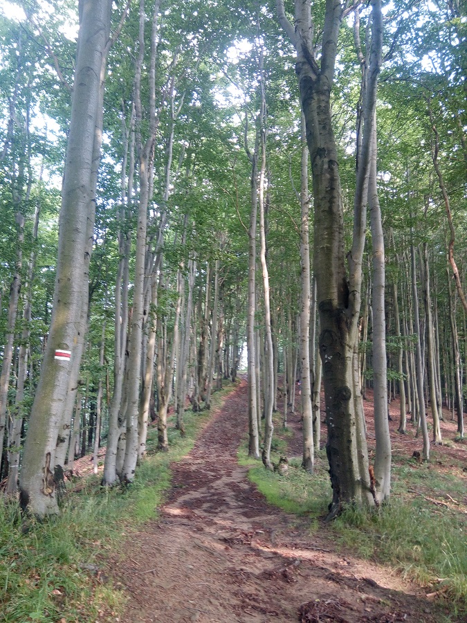 las bukowy