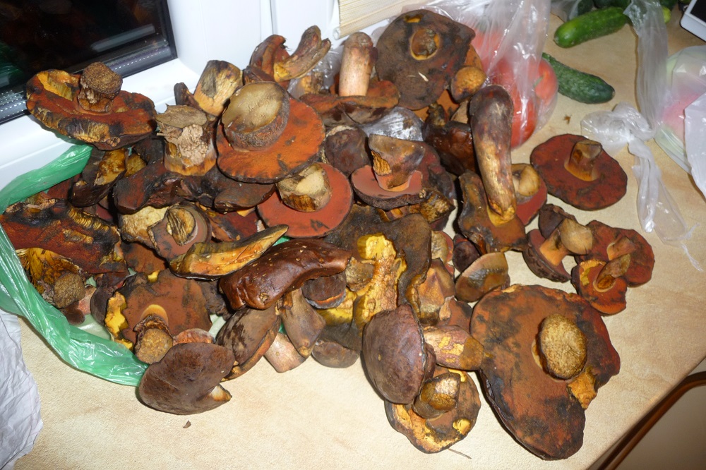 borowiki ceglastopowe