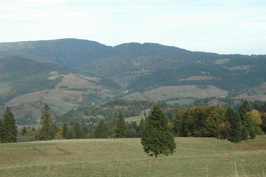 Rogacz - Beskid Sądecki
