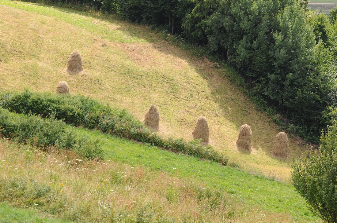 bekidzka łąka
