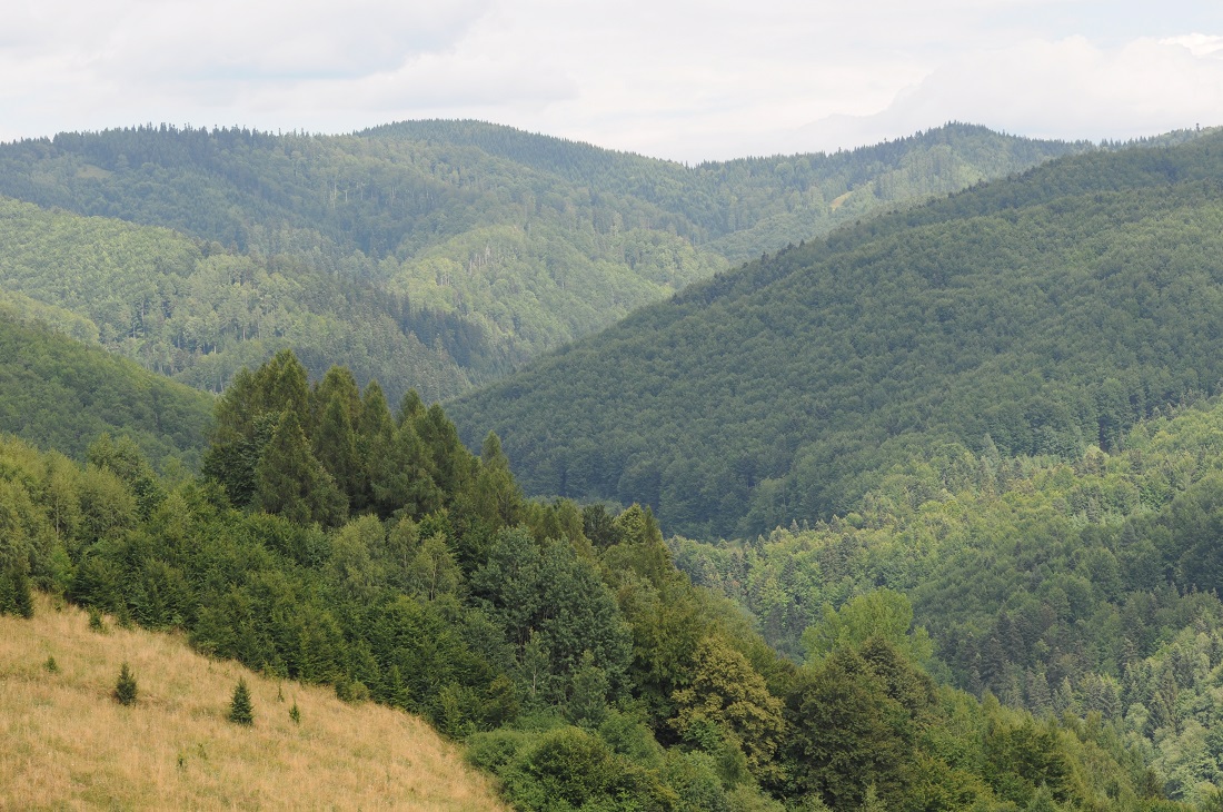 zalesione pasmo Radziejowej