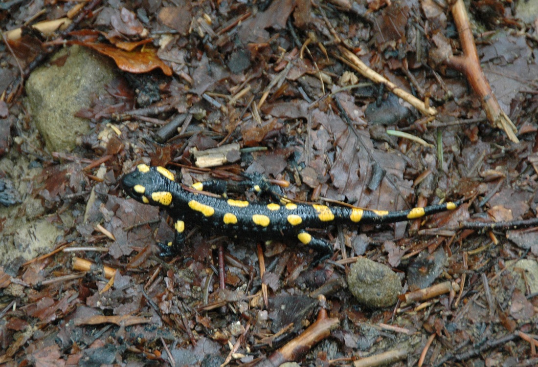 salamandra
