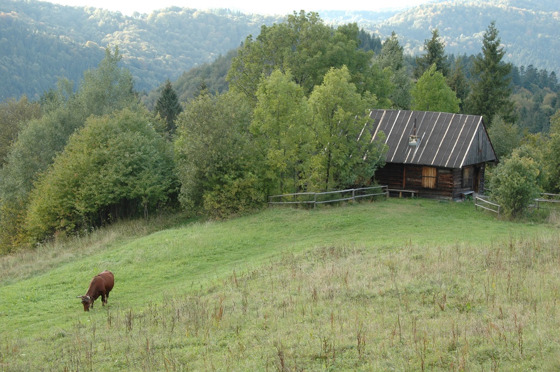 z krową
