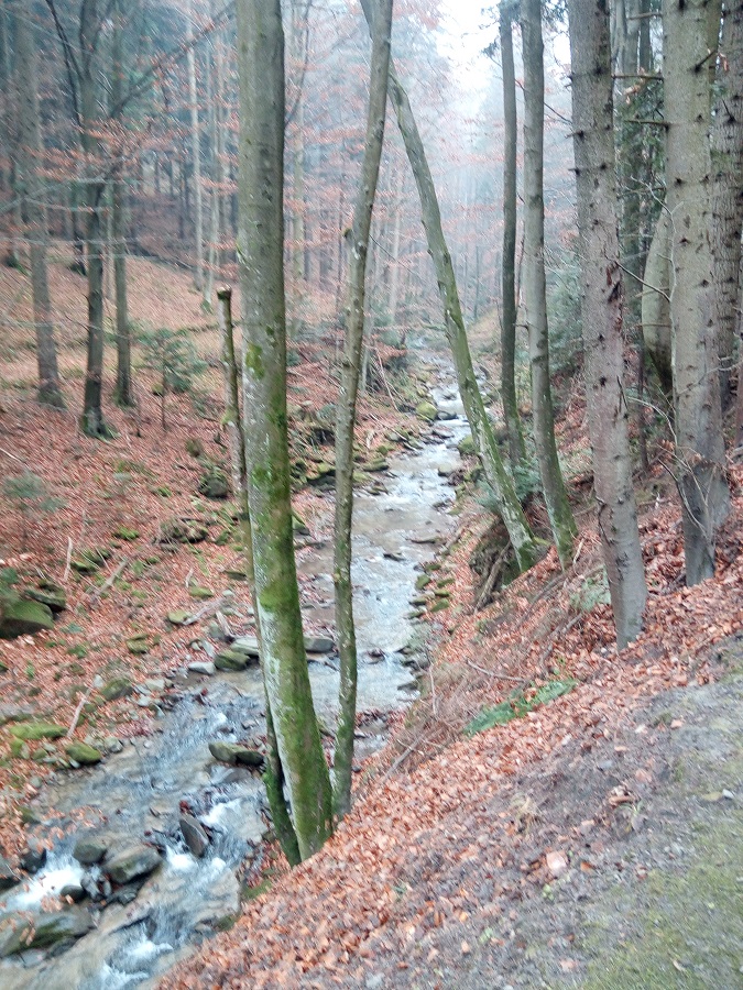 las bukowy i  potok