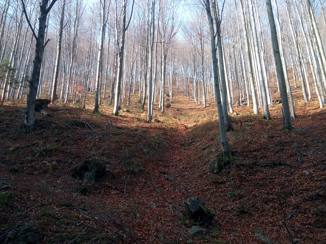 las bukowy