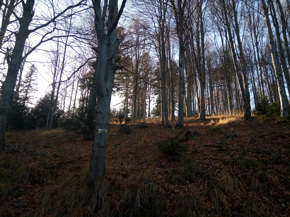 las bukowy