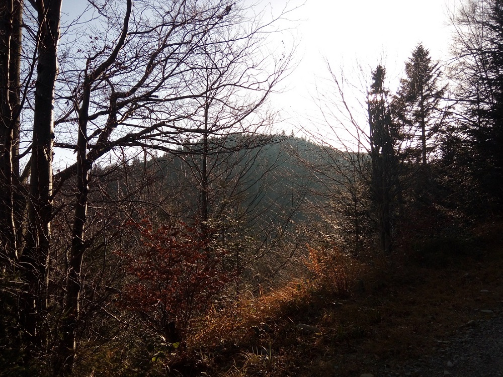 Radziejowa