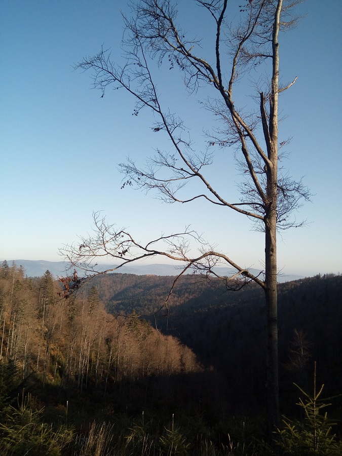 widok na szlak czerwony