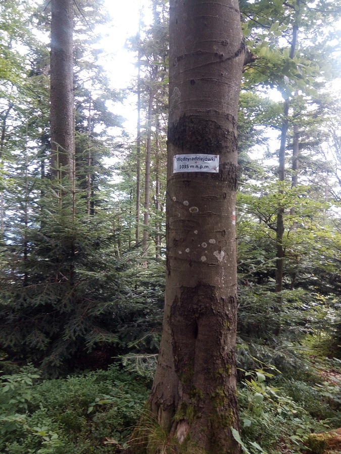 Międzyradziejówki