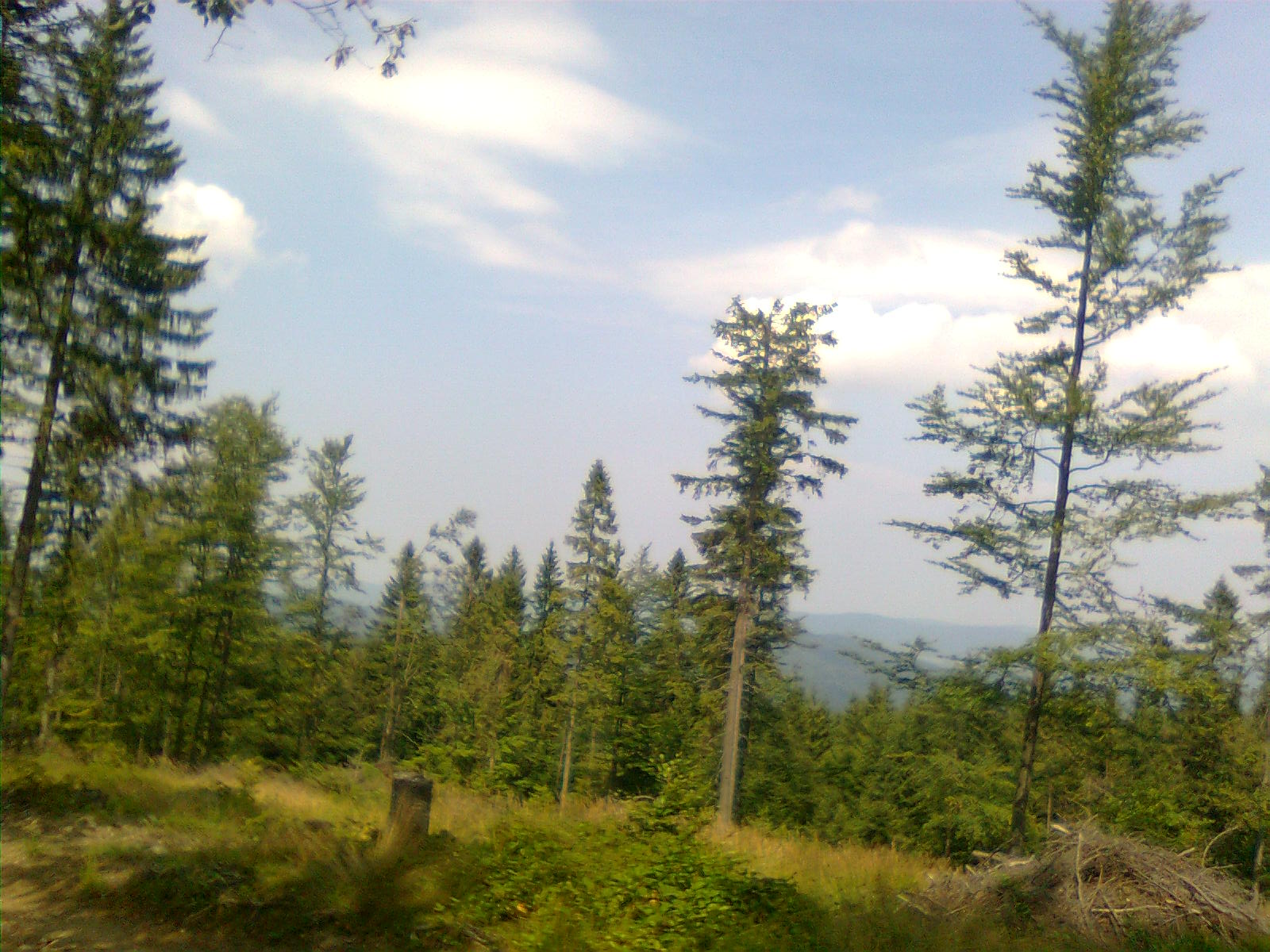 gory/beskid Sądecki - las