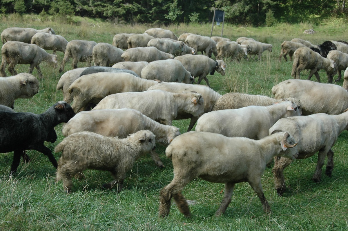 owce na hali