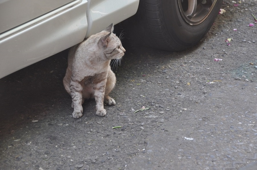 kot w Bangkoku