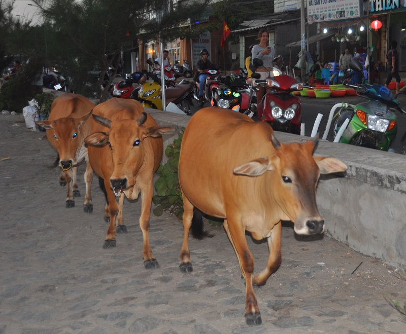 krowy na ulicy