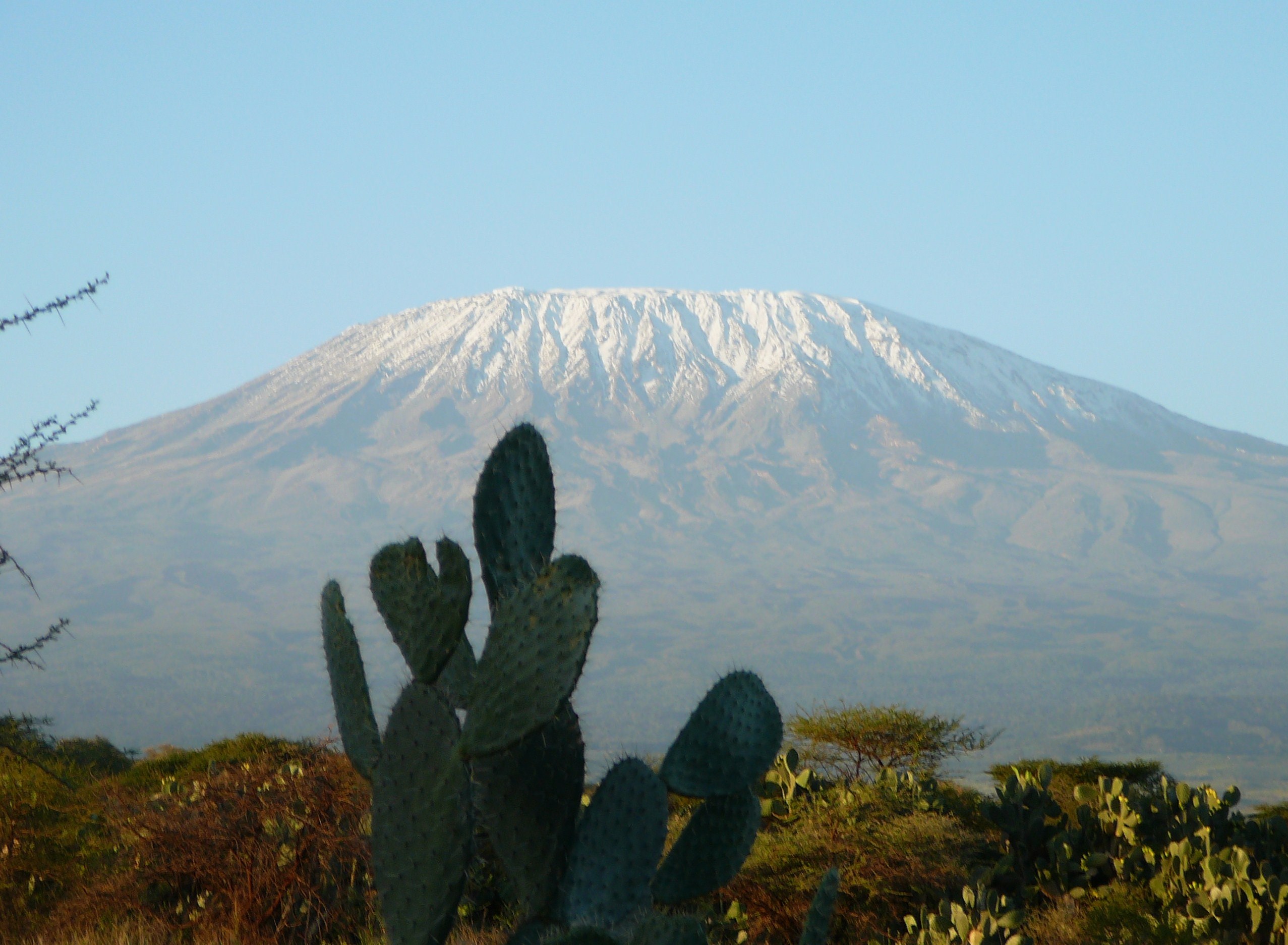 Kilimandżaro z kaktusem