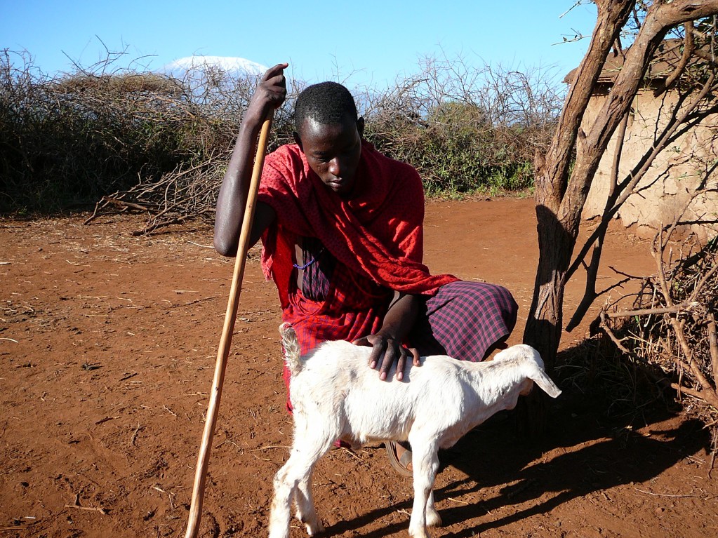 dobry pasterz masajski