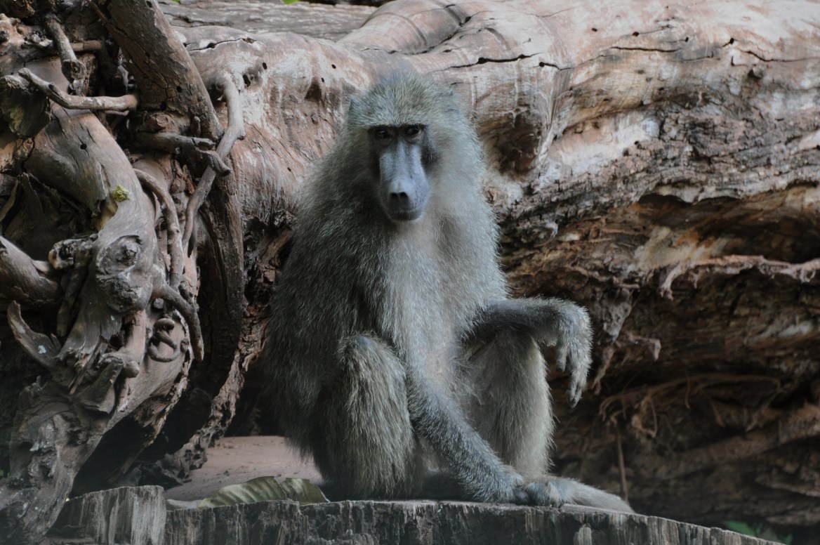 Na safari: Pawian