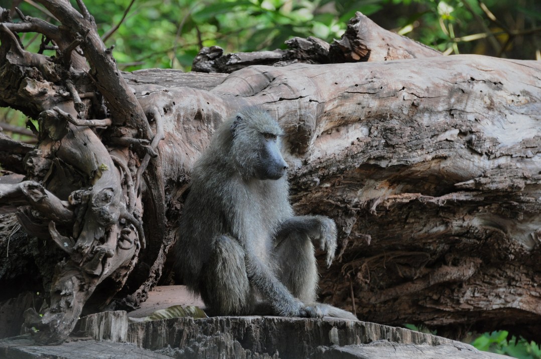 PN Manyara - Pawian