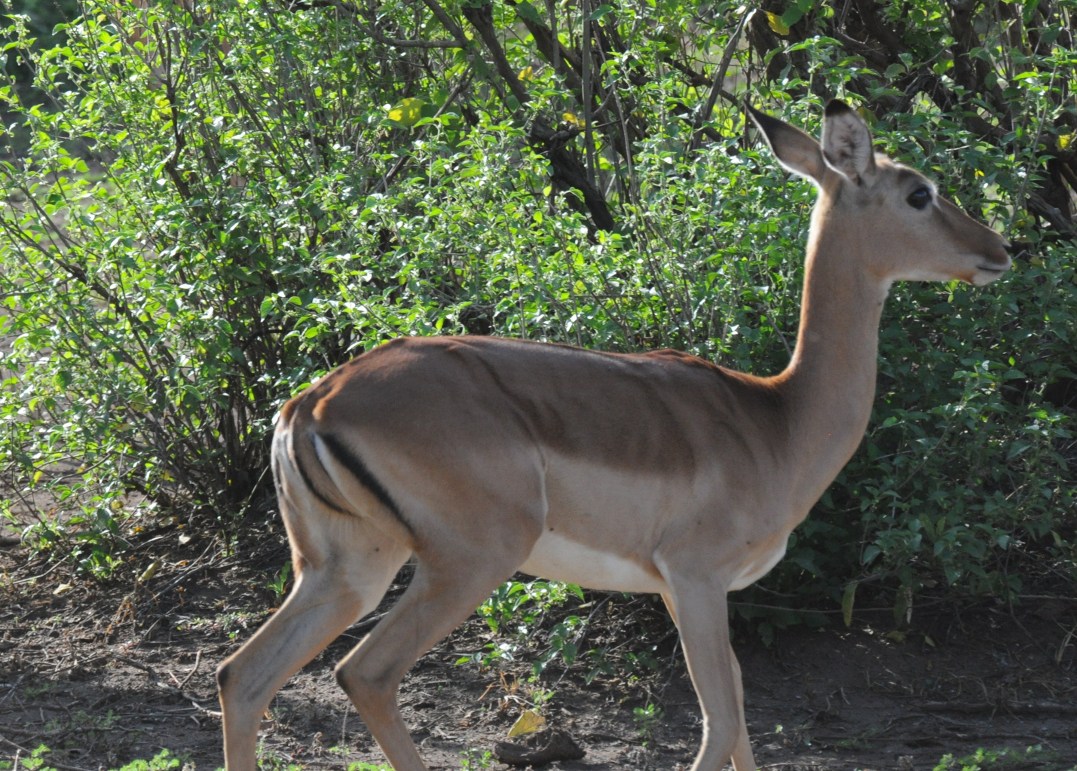 Antylopa w Tanzanii
