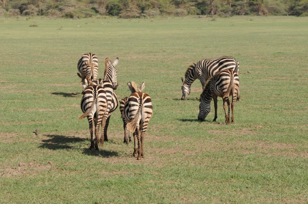 Zebry
