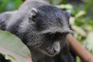 Park Narodowy Manyara - małpa niebieska