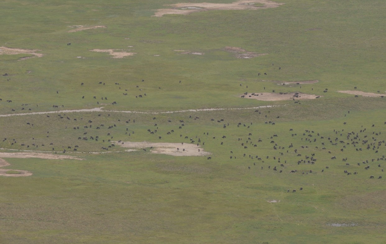 Ngorongoro - bawoły