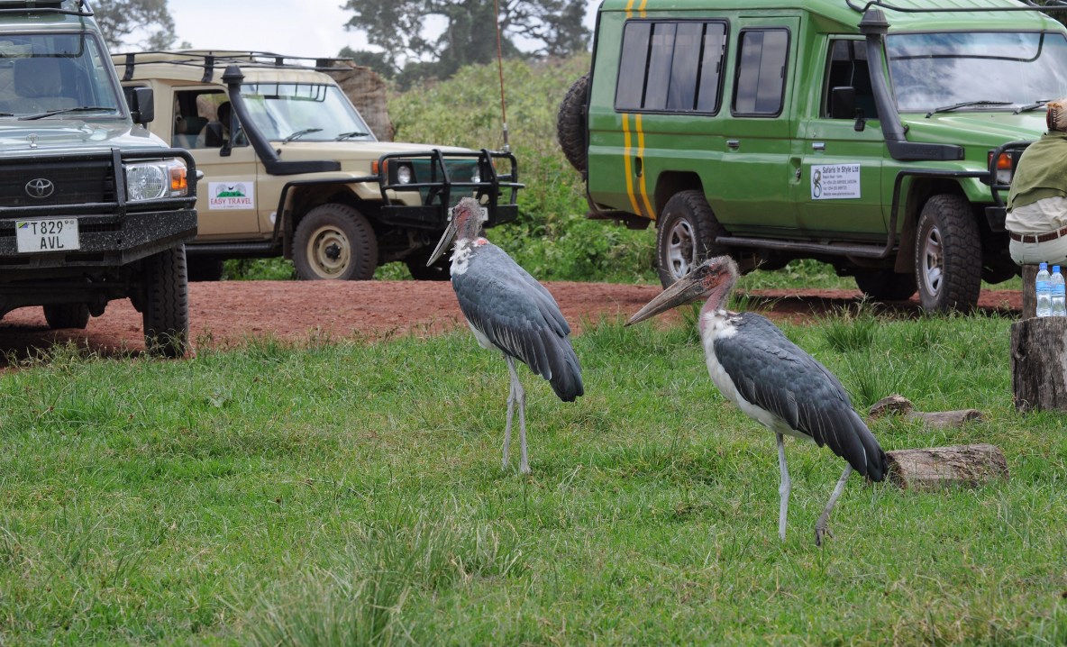 Ngorongoro - postój na lunch