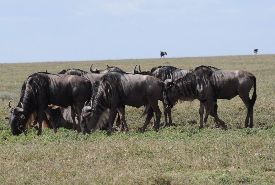 Serengeti - gnu