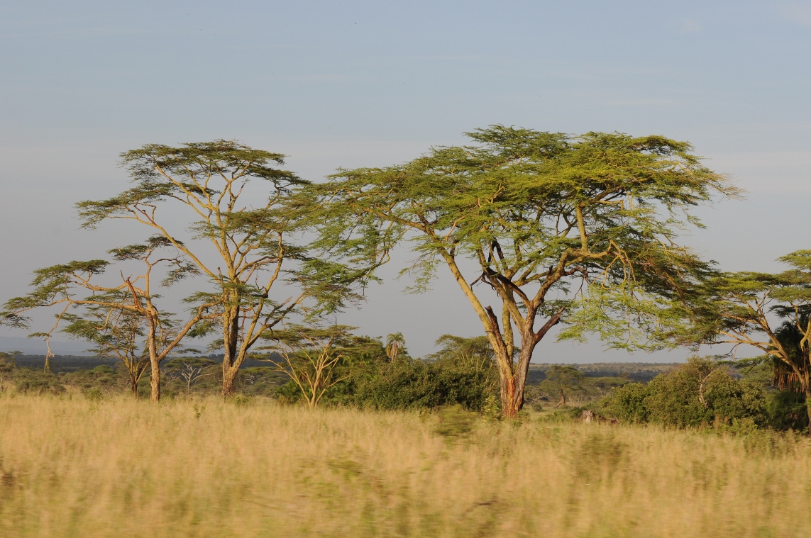 Sawanna - Serengeti