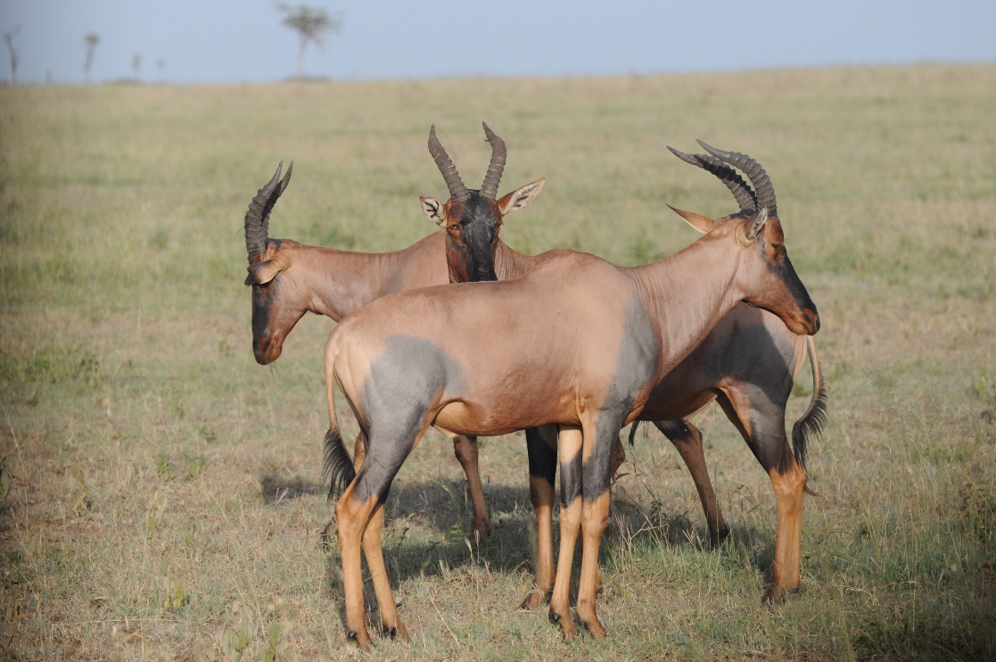 topi w Serengeti