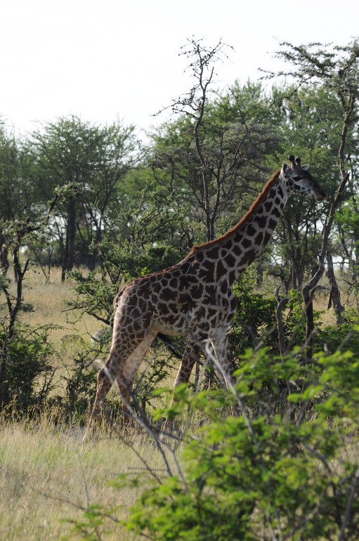 Tanzania -żyrafa je