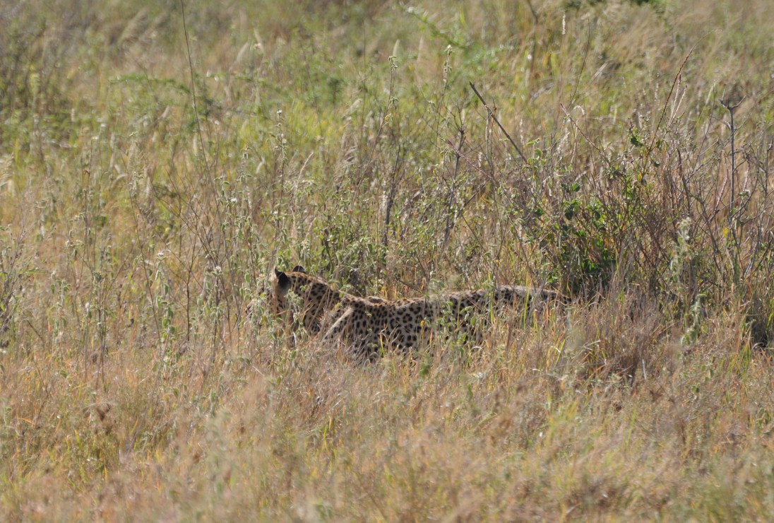 Lampart w trawach Serengeti