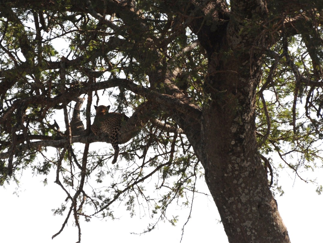 fotografia leoparda na konarze