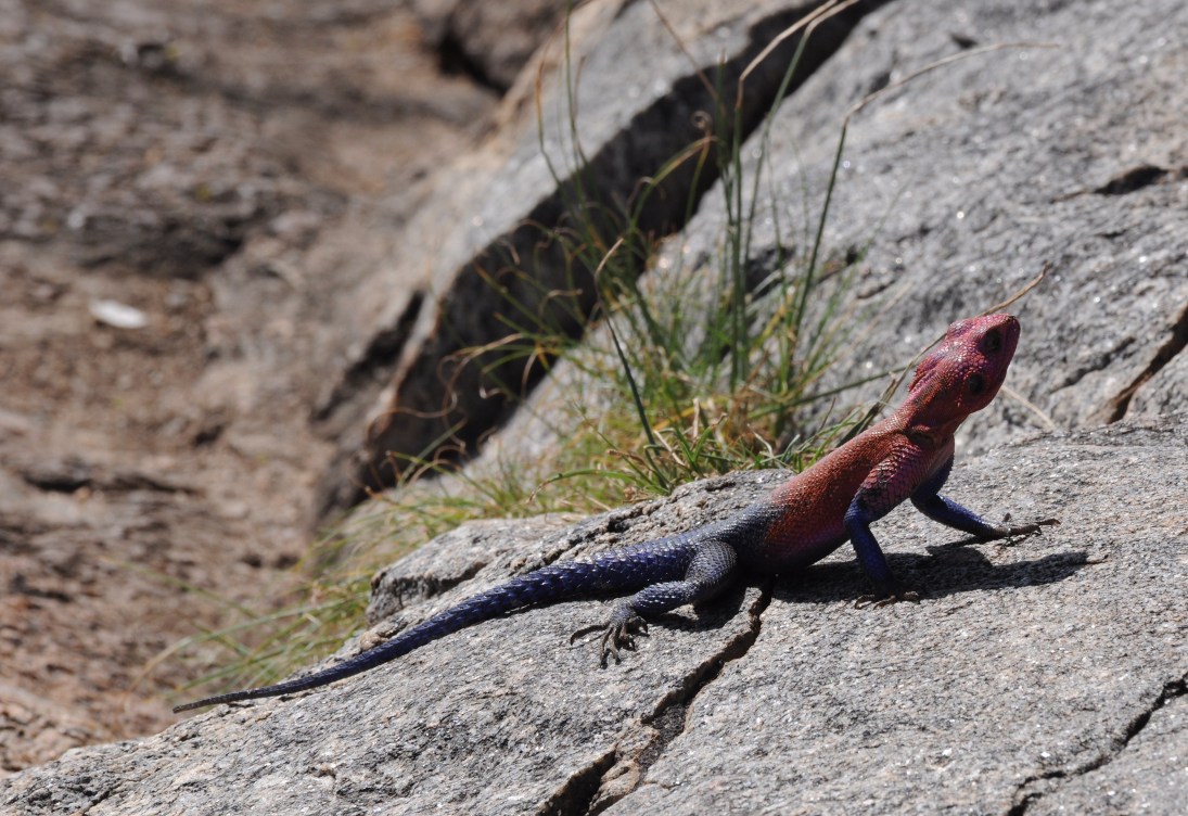 Agama