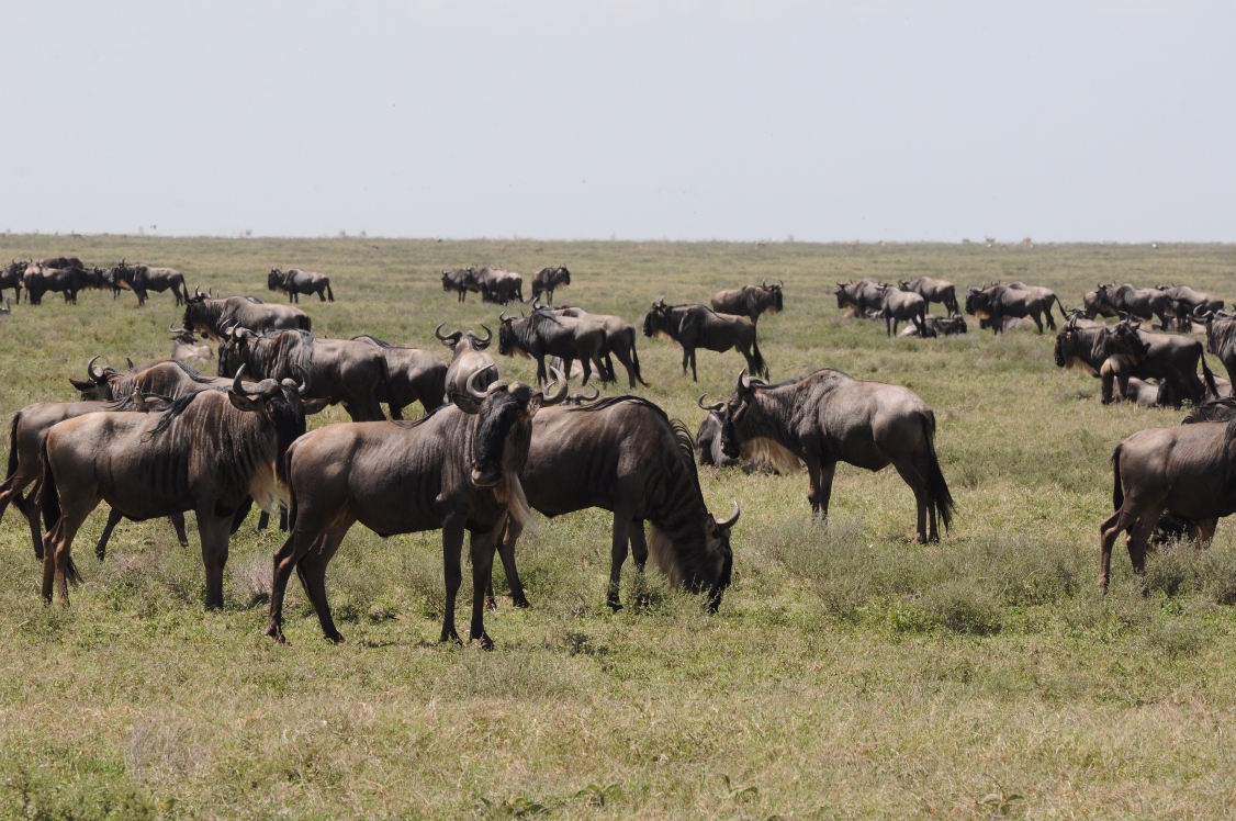 Zdjęcie gnu