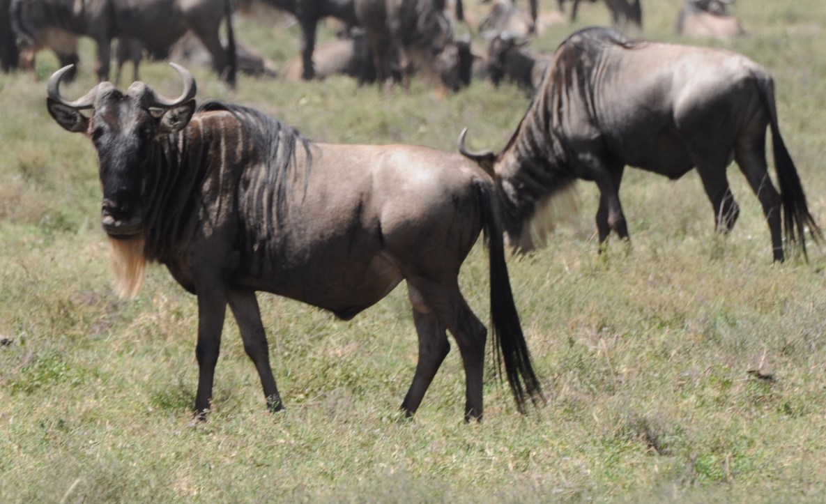 Gnu pręgowane
