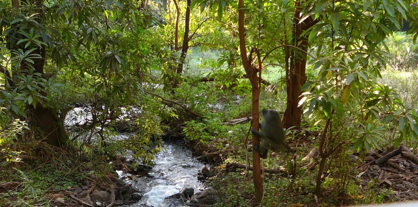 Las w Parku Narodowym Manyara