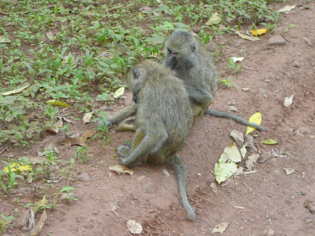 Pawiany