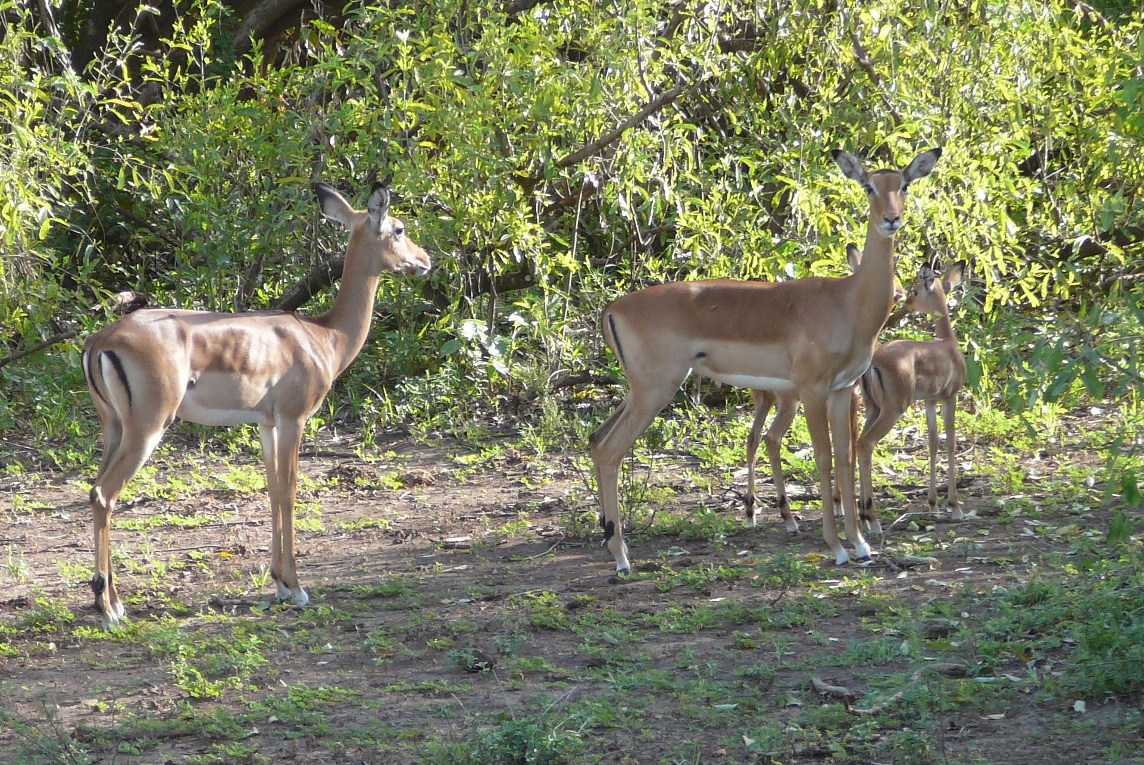 Rodzina impali