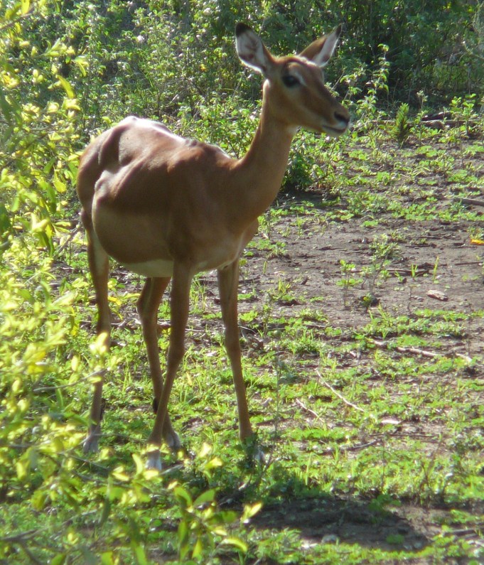 Foto impali