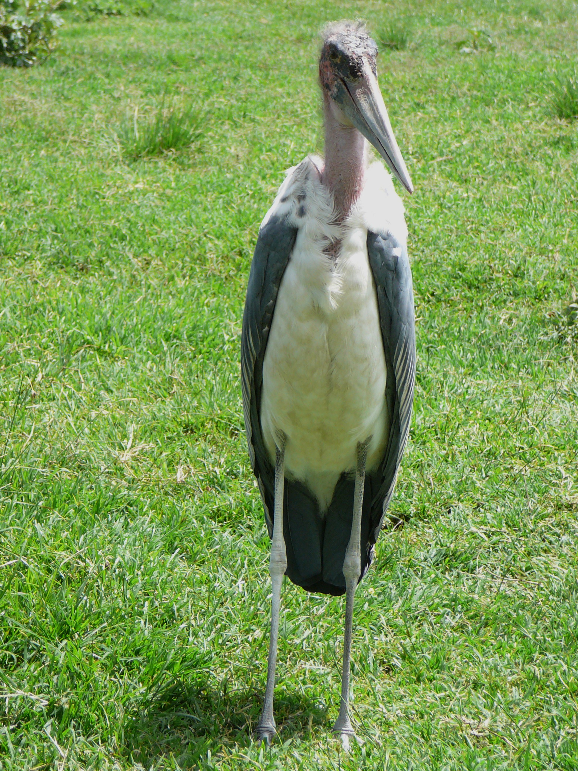 MARABUT