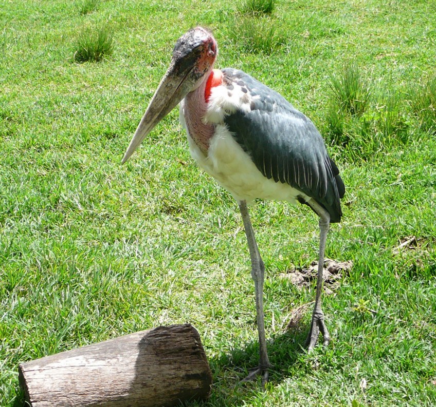 fotka marabuta