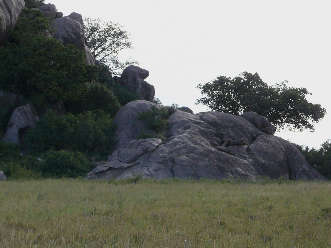kopis w parku narodowym Serengeti
