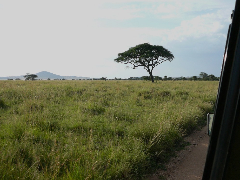 Sawanna w Tanzanii